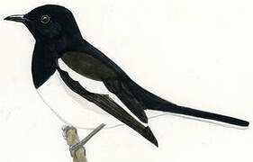 Oriental Magpie-Robin