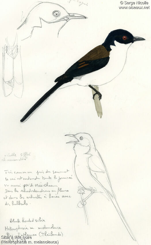 Dark-backed Sibia, identification