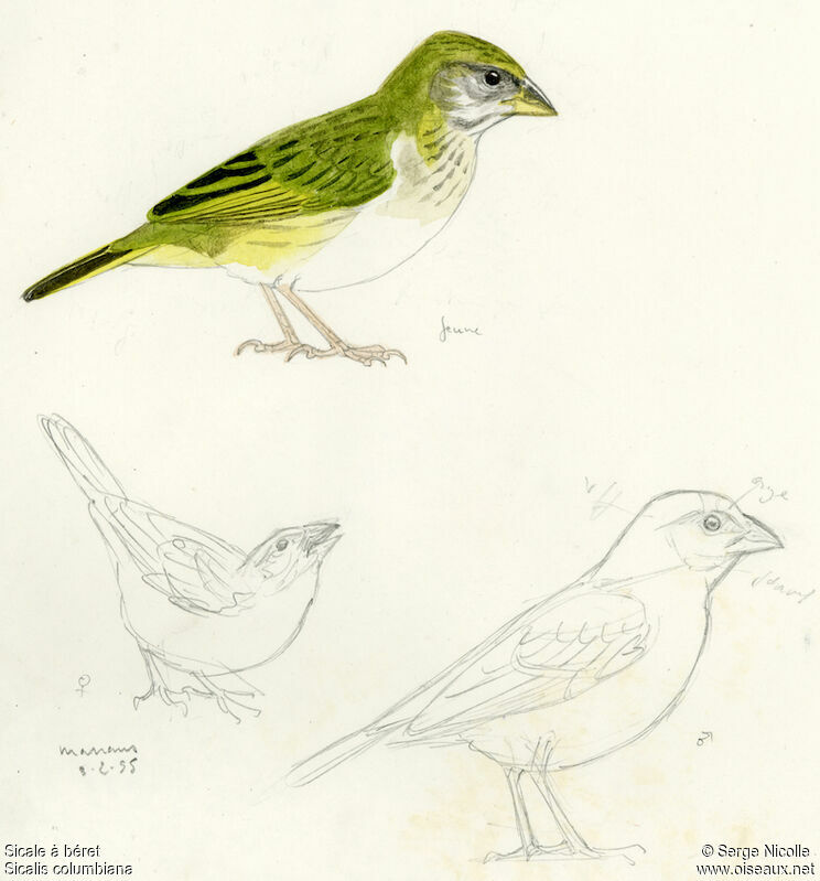 Orange-fronted Yellow Finchjuvenile, identification