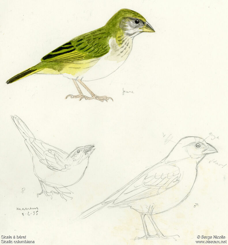 Orange-fronted Yellow Finchjuvenile, identification