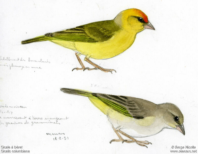 Orange-fronted Yellow Finch , identification