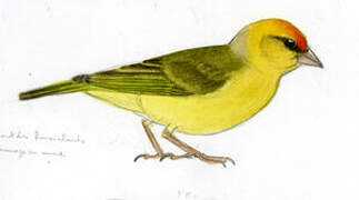 Orange-fronted Yellow Finch