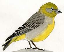 Bright-rumped Yellow Finch