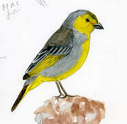 Citron-headed Yellow Finch