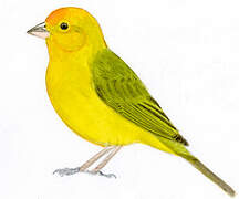 Saffron Finch