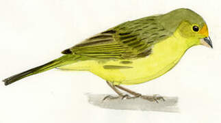 Saffron Finch