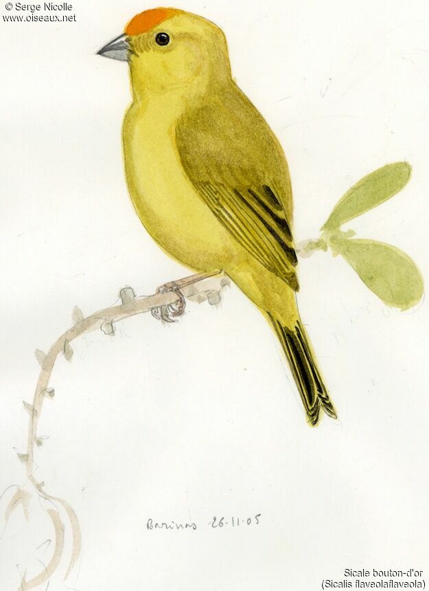 Saffron Finch, identification