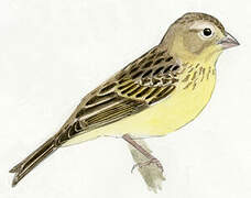 Grassland Yellow Finch