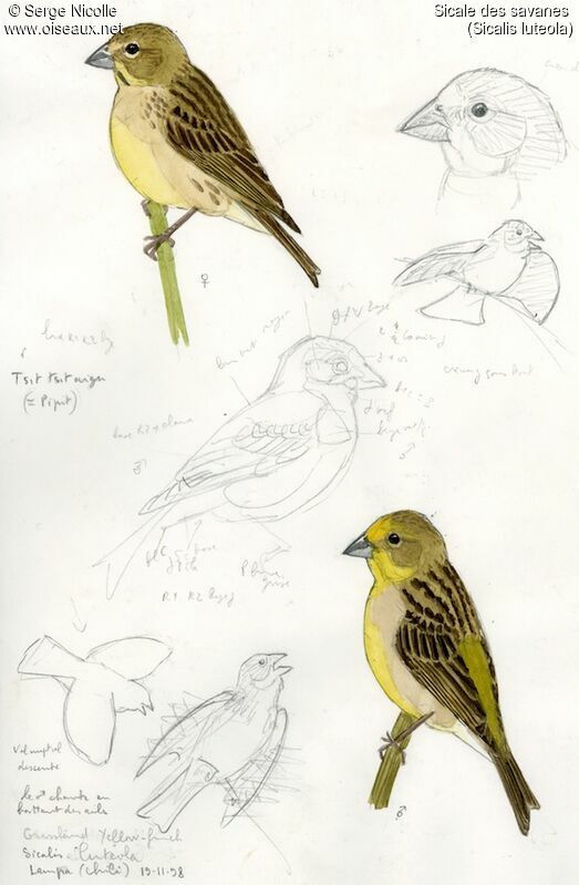 Grassland Yellow Finch , identification