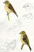 Grassland Yellow Finch