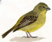 Greenish Yellow Finch