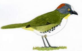 Rufous-naped Bellbird