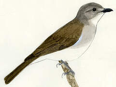 Mangrove Whistler