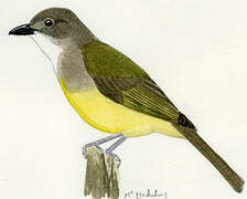 Yellow-bellied Whistler