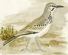 Greater Hoopoe-Lark