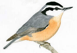 Red-breasted Nuthatch