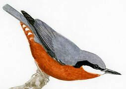 Chestnut-bellied Nuthatch