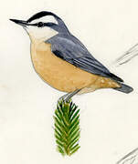 Chinese Nuthatch