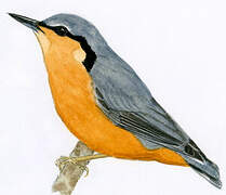 White-tailed Nuthatch