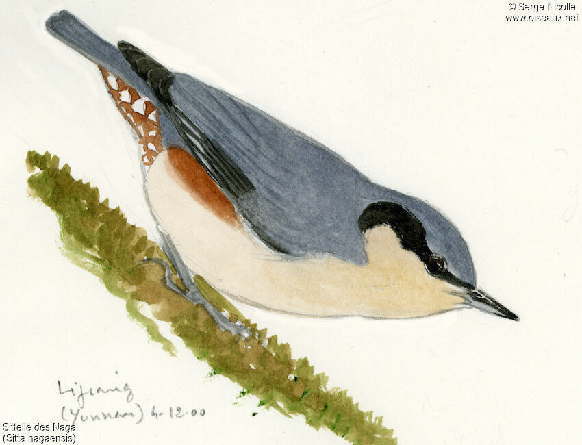 Chestnut-vented Nuthatch, identification