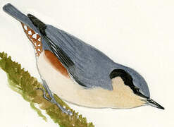 Chestnut-vented Nuthatch