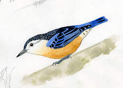 Beautiful Nuthatch