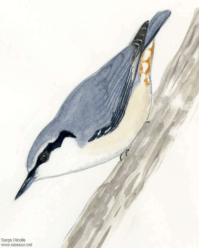 Eurasian Nuthatch, identification