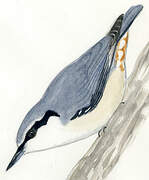 Eurasian Nuthatch