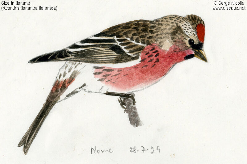 Common Redpoll, identification