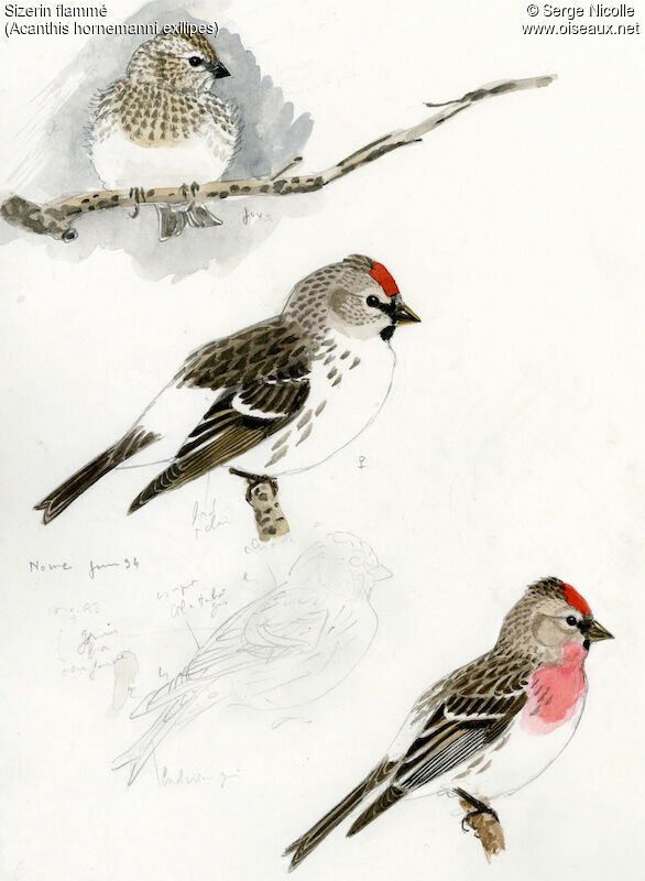Redpoll , identification