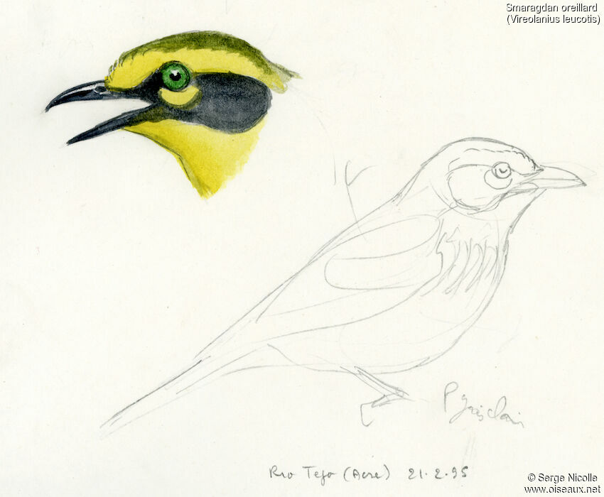 Slaty-capped Shrike-Vireo, identification