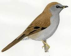 Andean Solitaire