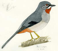 Rufous-throated Solitaire