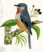 Rufous-throated Solitaire