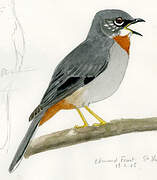 Rufous-throated Solitaire