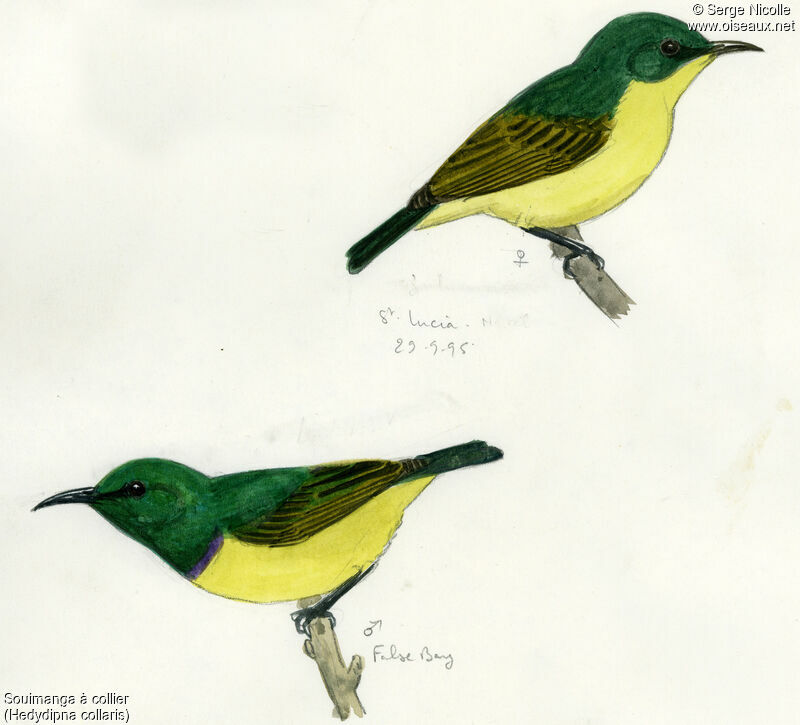 Collared Sunbird, identification