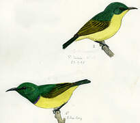 Collared Sunbird