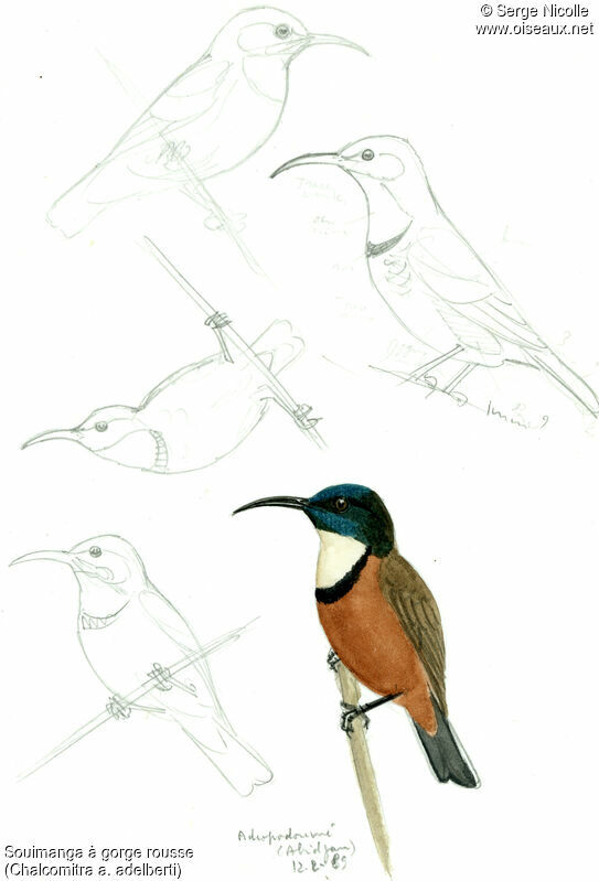 Buff-throated Sunbird, identification
