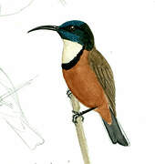 Buff-throated Sunbird