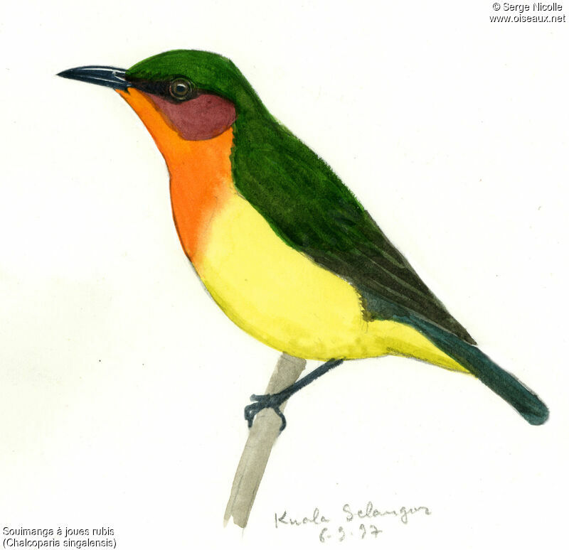 Ruby-cheeked Sunbird, identification
