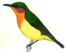 Ruby-cheeked Sunbird