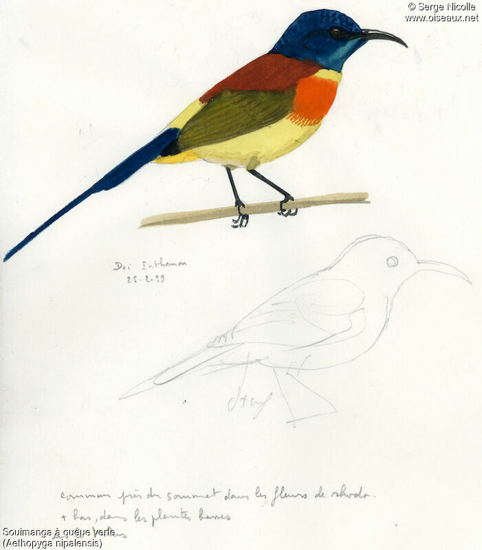 Green-tailed Sunbird, identification