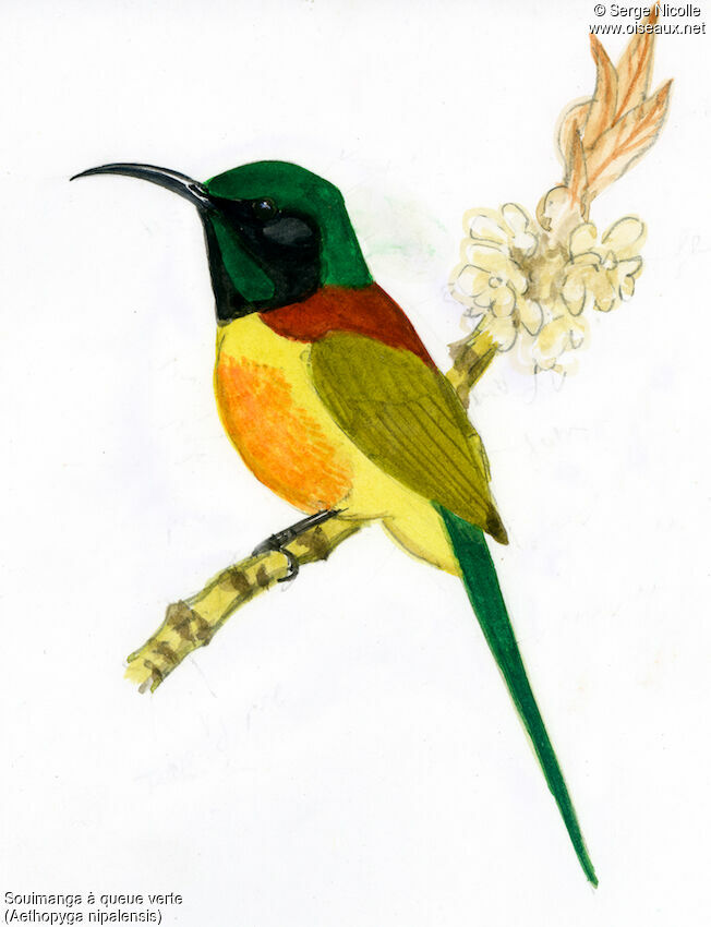 Green-tailed Sunbird, identification