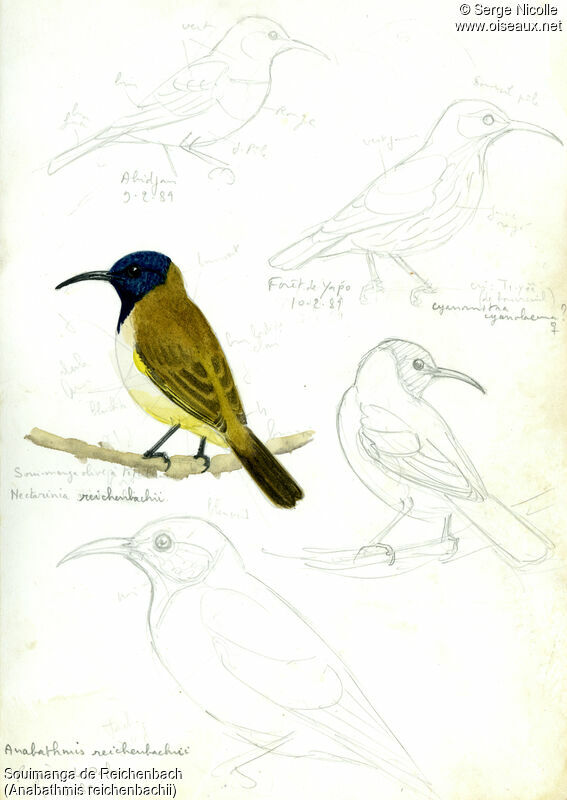 Reichenbach's Sunbird, identification