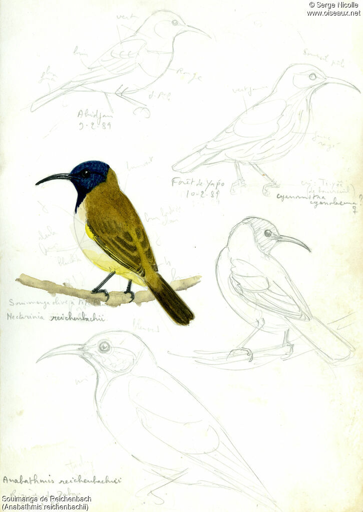 Reichenbach's Sunbird, identification