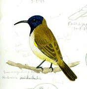 Reichenbach's Sunbird