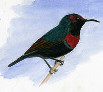 Splendid Sunbird