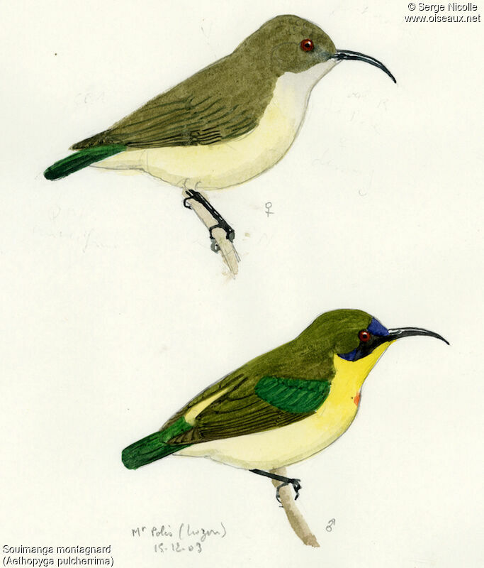 Metallic-winged Sunbird, identification
