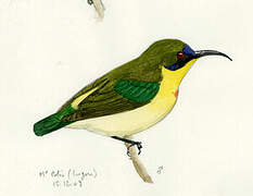 Metallic-winged Sunbird