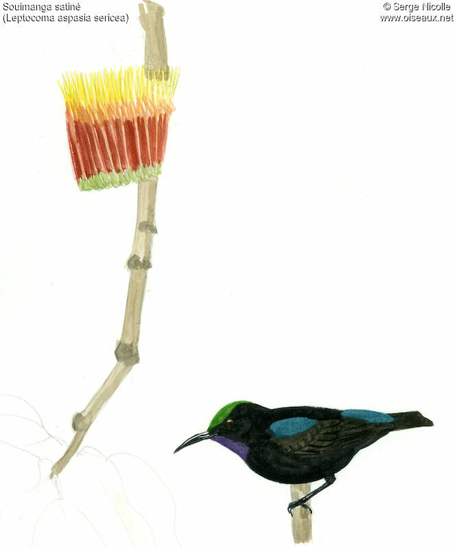 Black Sunbird male, identification